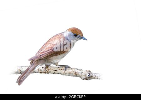 Weibliche Schwarzmütze Sylvia atricapilla ein Mitglied der Familie der Waldsänger, die auf einem Zweig vor weißem Hintergrund sitzt Stockfoto