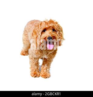 Charlie ein einjähriger, ein brauner Cocker Spaniel x Pudel Crossbreed Dog oder Cockerpoo auf weißem Hintergrund Stockfoto