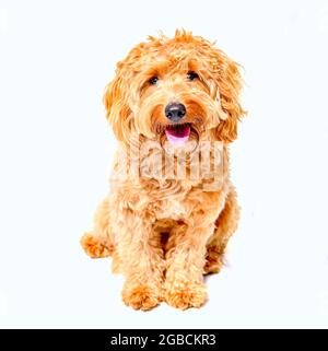 Charlie ein einjähriger, ein brauner Cocker Spaniel x Pudel Crossbreed Dog oder Cockerpoo auf weißem Hintergrund Stockfoto