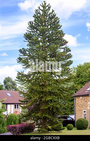 Ein beeindruckender und imposanter Affe-Puzzlebaum Araucaria araucana in einem englischen Hausgarten in Kent England Stockfoto