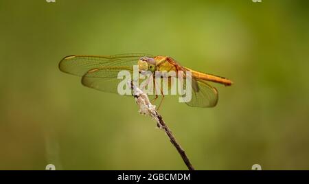 Auf der Blume sitzende, rote Fliege Stockfoto