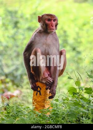 Affe sitzt an der Wand Stockfoto