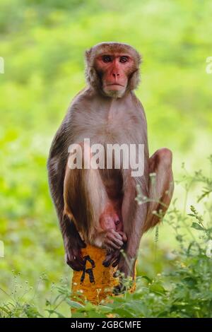 Affe sitzt an der Wand Stockfoto