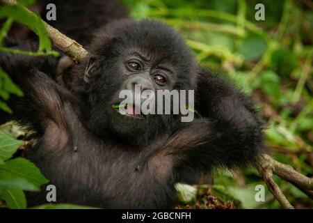 Baby Gorilla in einer Familie von wilden Berggorillas Virunga Nationalpark Kongo Stockfoto