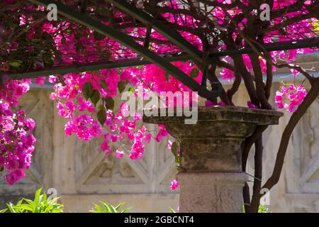 Taormina, Messina, Sizilien, Italien. Steinsäule und Hauptstadt unter dem Dach von rosa Bougainvillea in den Gärten des Grand Hotel Timeo, Via Teatro Greco. Stockfoto