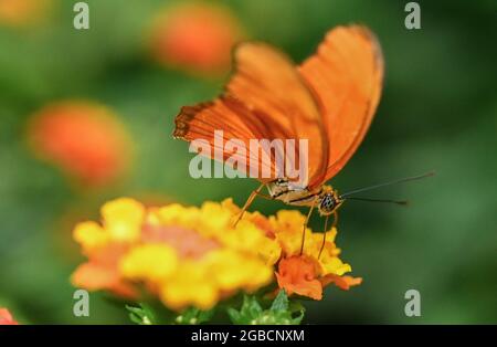 03. August 2021, Hessen, Frankfurt/Main: Im neuen Blumen- und Schmetterlingshaus im Frankfurter Palmengarten sitzt ein Julia-Schmetterling (Dryas iulia) auf einer Blume. Besucher können Dutzende von Arten tropischer Schmetterlinge aus nächster Nähe erleben. Die neue Attraktion öffnet am 6. August zum ersten Mal ihre Pforten. Der Start des neuen Hauses erfolgt im Jubiläumsjahr des berühmten Parks im Frankfurter Westen, der in diesem Jahr sein 150-jähriges Bestehen feiert. Mehr als 13,000 Pflanzenarten aus aller Welt wachsen auf dem 22 Hektar großen Areal im Frankfurter Westen. (To dpa 'Palmengarten: Neues Haus mit Blumen Stockfoto