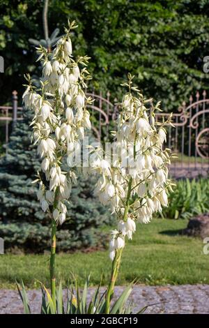 Yucca wächst im Garten, eine blühende Pflanze mit weißen Blüten zur dekorativen Gartendekoration Stockfoto