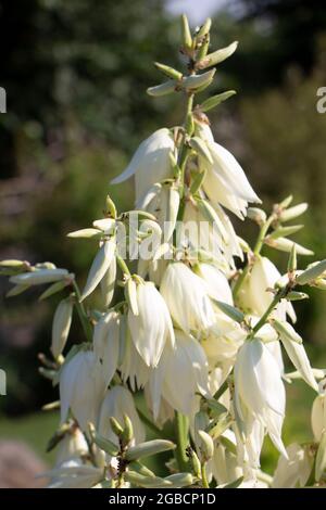 Dekorative Yucca, Blumen im Garten Stockfoto