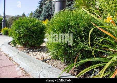 Sphärische Thujas wachsen im Park. Pflanzen für den Landschaftsbau, für Parks, Gärten, Plätze Stockfoto