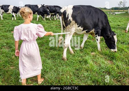 Indiana Shipshewana, Amish Farm Tour, Mädchen, Kind, das Kühe in Richtung Scheune treibt, Stockfoto