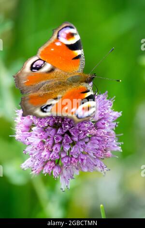 Pfauenschmetterling sitzt auf der Blume Allium, Aglais io Schmetterling Inachis io sammelt Nektar Stockfoto