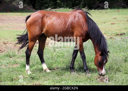 Junge reinrassige Pferd friedliche Weiden auf Sommerwiese ländlichen Szene Stockfoto