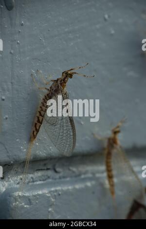 Fischfliegen (Mayfly) an einer weißen Wand Stockfoto