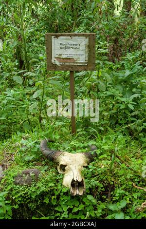 Vulkane Nationalpark, Ruanda - august 2008 : Dian Foessy Originalkabine Ruanda Afrika Stockfoto