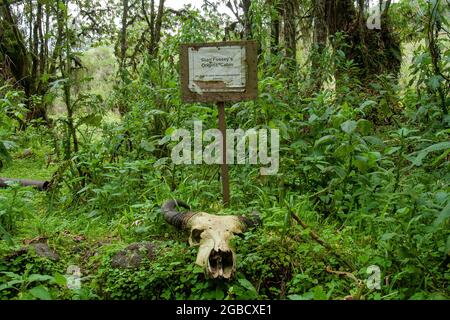 Vulkane Nationalpark, Ruanda - august 2008 : Dian Foessy Originalkabine Ruanda Afrika Stockfoto