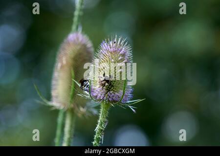 Hummeln (Bombus spp) füttern während der Sommermonate an den Blütenköpfen der wilden Teaselblume (Dipsalus fullonum) Stockfoto