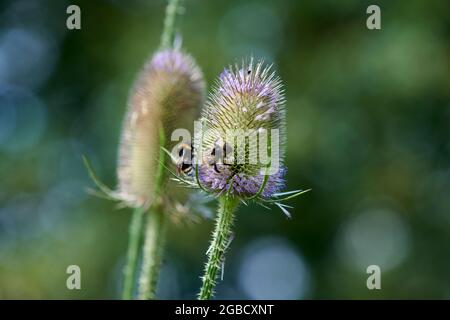 Hummeln (Bombus spp) füttern während der Sommermonate an den Blütenköpfen der wilden Teaselblume (Dipsalus fullonum) Stockfoto