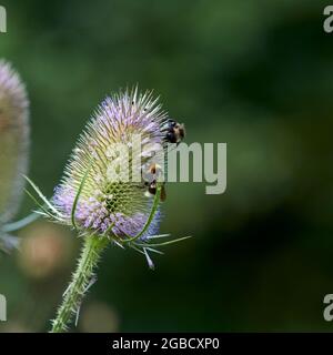 Hummeln (Bombus spp) füttern während der Sommermonate an den Blütenköpfen der wilden Teaselblume (Dipsalus fullonum) Stockfoto