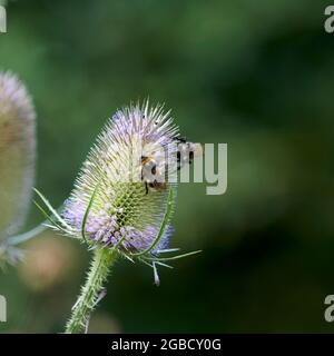 Hummeln (Bombus spp) füttern während der Sommermonate an den Blütenköpfen der wilden Teaselblume (Dipsalus fullonum) Stockfoto