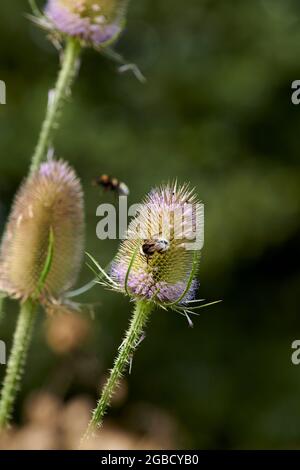 Hummeln (Bombus spp) füttern während der Sommermonate an den Blütenköpfen der wilden Teaselblume (Dipsalus fullonum) Stockfoto