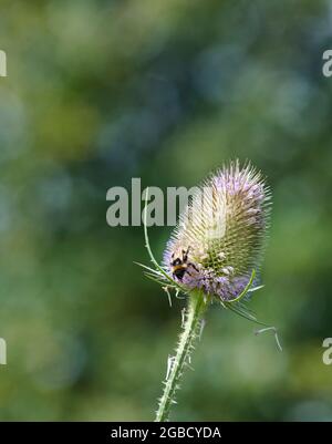 Hummeln (Bombus spp) füttern während der Sommermonate an den Blütenköpfen der wilden Teaselblume (Dipsalus fullonum) Stockfoto