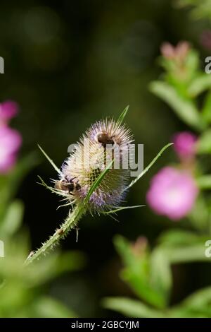 Hummeln (Bombus spp) füttern während der Sommermonate an den Blütenköpfen der wilden Teaselblume (Dipsalus fullonum) Stockfoto