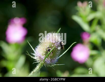 Hummeln (Bombus spp) füttern während der Sommermonate an den Blütenköpfen der wilden Teaselblume (Dipsalus fullonum) Stockfoto