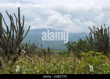 Feld mit Mais gesät in Wüstengebiet Stockfoto