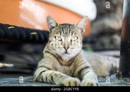 Porträt einer schweren und wütenden Katze auf der Straße. Straßenkatzen in der Natur. Hochwertige Fotos Stockfoto