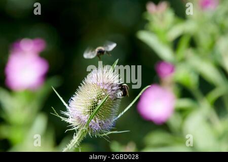 Hummeln (Bombus spp) füttern während der Sommermonate an den Blütenköpfen der wilden Teaselblume (Dipsalus fullonum) Stockfoto