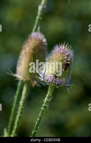 Hummeln (Bombus spp) füttern während der Sommermonate an den Blütenköpfen der wilden Teaselblume (Dipsalus fullonum) Stockfoto