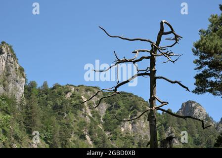 Trockener, schiefer Baum vor dem Rotofengebirge, Bischofswiesen, Bayern, Deutschland Stockfoto