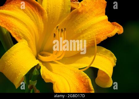 Orangefarbene Seerose Hemerocallis Blume „Invictus“ Stockfoto