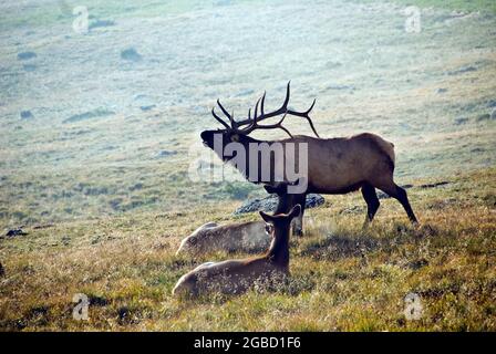 Brüllende Bullenelche im Nebel auf 12.000 Fuß, Rocky Mountain National Park, Colorado Stockfoto