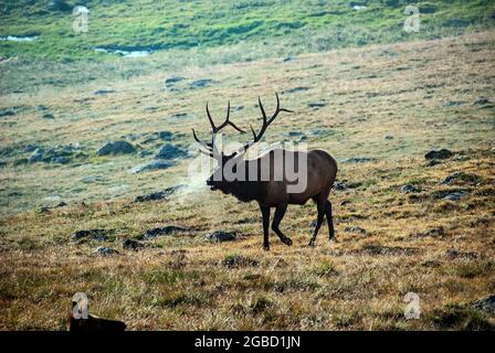 Brüllende Bullenelche auf 12,000 Fuß, Rocky Mountain National Park, Colorado Stockfoto