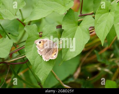 Brauner Schmetterling der Wiese (Maniola jurtina), der auf einem Bindenweeblatt ruht Stockfoto