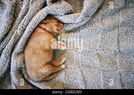 Netter Hund schläft auf einer Decke. Reinrassige Welpen von Nova Scotia Duck Tolling Retriever. Stockfoto