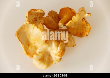 Pfifferlinge - Chanterelle Pilze auf einem Tisch. Stockfoto