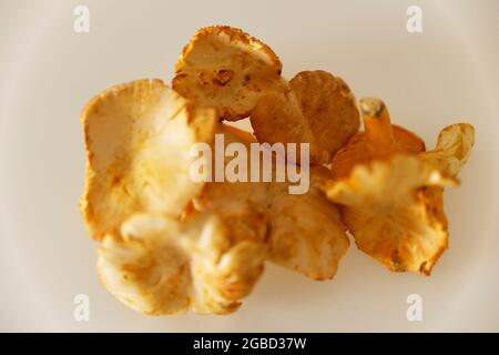 Pfifferlinge - Chanterelle Pilze auf einem Tisch. Stockfoto