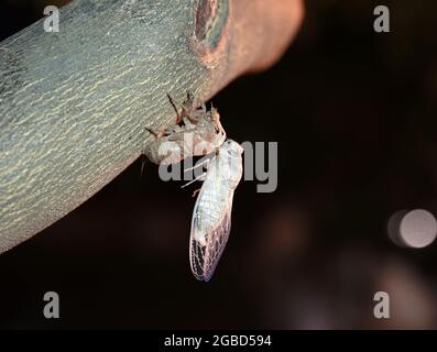 Cicada an einer heißen Sommernacht auf einem Baum. Die Geburt einer neuen jungen Zikade aus dem Larvenmakro. Hochwertige Fotos Stockfoto
