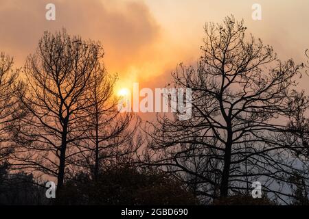 Die Sonne scheint durch eine Rauchwolke und Zweige verbrannter Bäume in der türkischen Kurstadt Marmaris, nach Waldbränden von Juli bis August 2021. Blick am 1. August 2021. Stockfoto