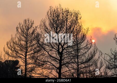 Die Sonne scheint durch eine Rauchwolke und Zweige verbrannter Bäume in der türkischen Kurstadt Marmaris, nach Waldbränden von Juli bis August 2021. Blick am 1. August 2021. Stockfoto