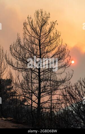 Die Sonne scheint durch eine Rauchwolke und Zweige verbrannter Bäume in der türkischen Kurstadt Marmaris, nach Waldbränden von Juli bis August 2021. Blick am 1. August 2021 Stockfoto