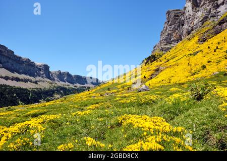 Das Ordesa-Tal in den spanischen Pyrenäen ist mit einem wunderschönen, blühenden gelben Ginster bedeckt Stockfoto