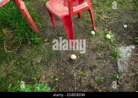 Die vom Baum gefallenen Äpfel liegen im Garten auf dem Boden. Das Foto wurde in Tscheljabinsk, Russland, aufgenommen. Stockfoto