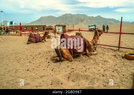 Yazd, Wüste, Iran, 20. Februar 2021: Territorium eines Safari-Entertainment-Clubs, müde Kamele liegen in einem Fahrerlager, Frauen warten auf eine Autofahrt durch die Stockfoto