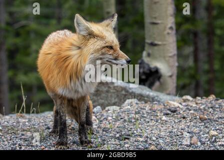 Red Fox, Vulpes vulpes, Mount Evans, Colorado Stockfoto