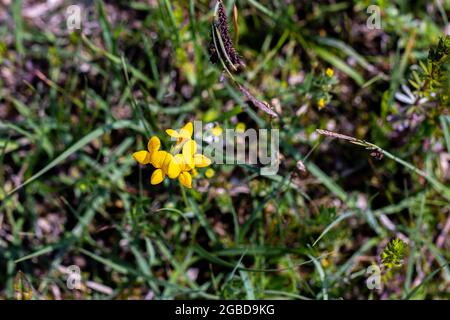 Lotusschnecke blüht auf dem Feld Stockfoto
