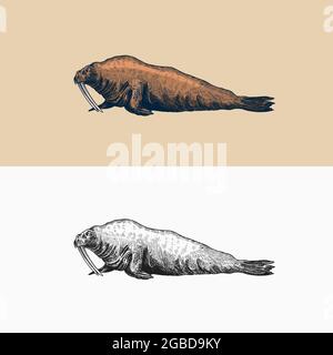 Vintage Walrus. Meerestiere, nautische Tiere. Pelzrobbe oder Finnipiden. Retro-Schilder. Doodle-Stil. Handgezeichnete gravierte Skizze Stock Vektor