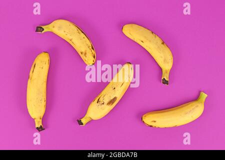 Kleine Snack-Bananen auf hellviolettem Hintergrund Stockfoto